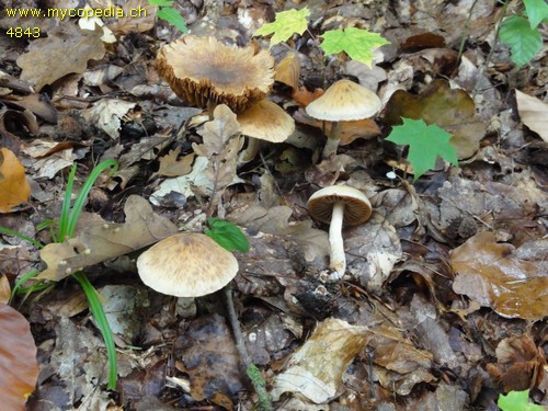 Cortinarius duracinus var. raphanicus - 