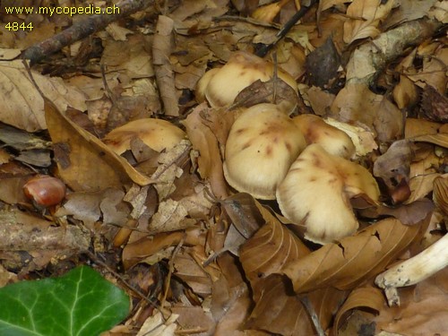 Cortinarius duracinus var. raphanicus - 