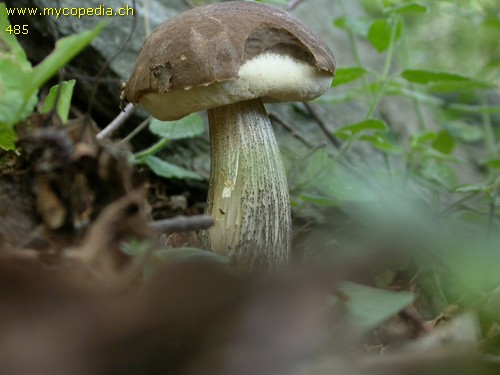 Leccinum scabrum - Kaulozystiden - 