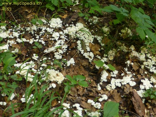 Hemimycena cucullata - 