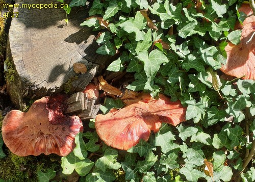 Fistulina hepatica - 