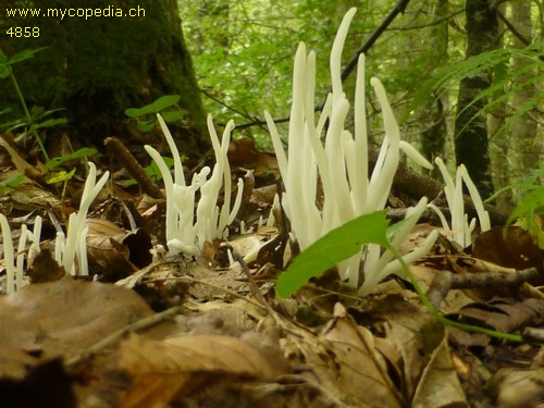 Clavaria fragilis - 