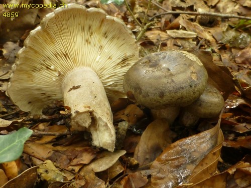 Lactarius blennius - 