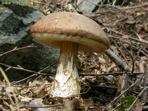 Leccinum scabrum - 