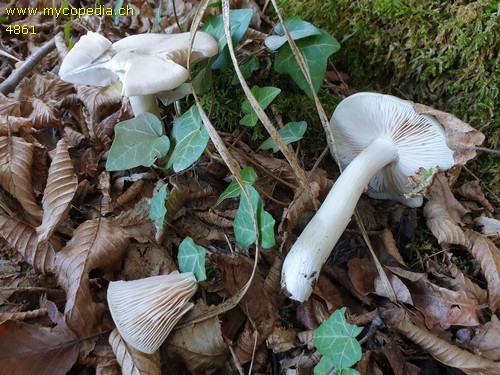 Entoloma lividoalbum - 