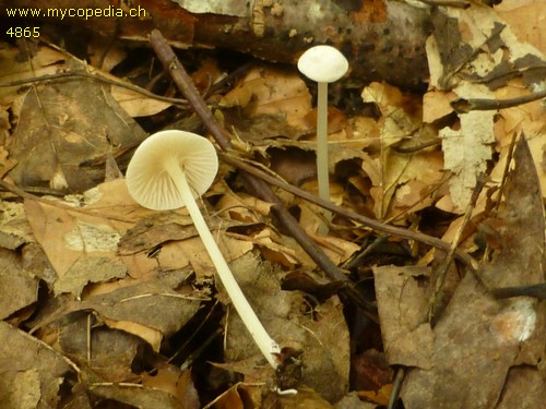 Entoloma sericellum - 