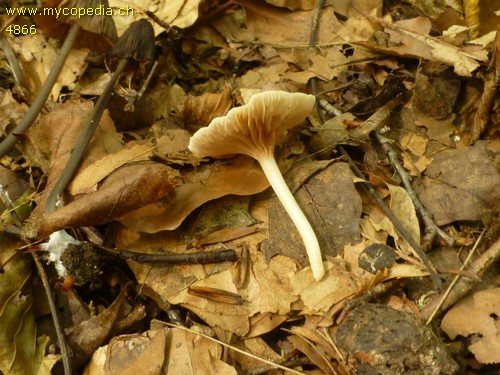 Entoloma sericellum - 