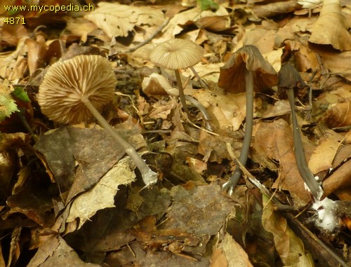 Entoloma incarnatofuscescens - 