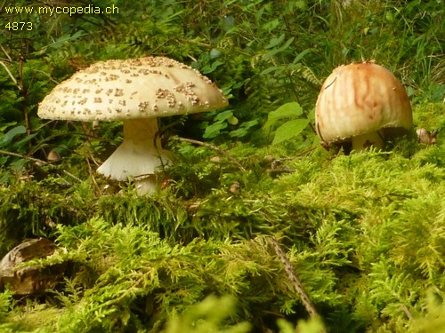 Amanita rubescens - 