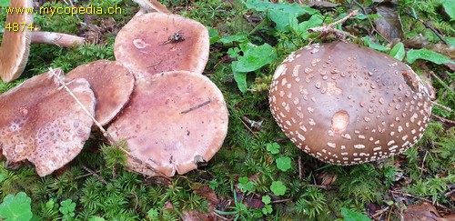 Amanita rubescens - 