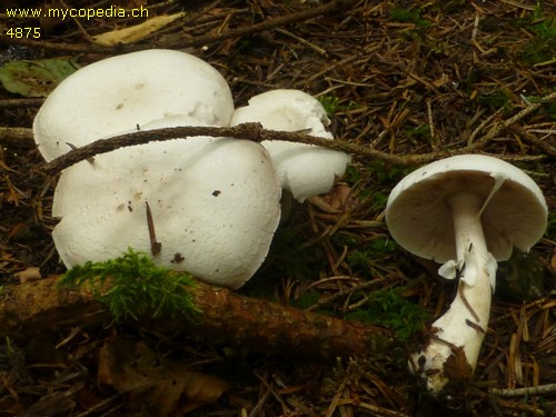 Agaricus silvicola - 