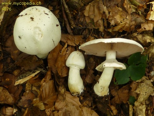 Agaricus silvicola - 