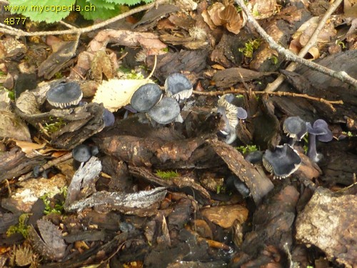 Entoloma lepidissimum - 