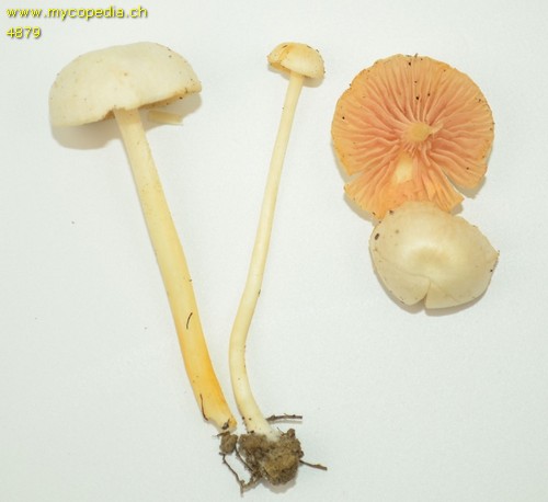 Entoloma sericellum - 