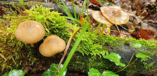 Pluteus romellii - 