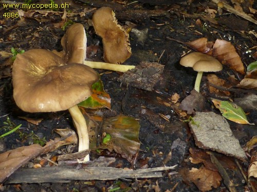 Pluteus romellii - 