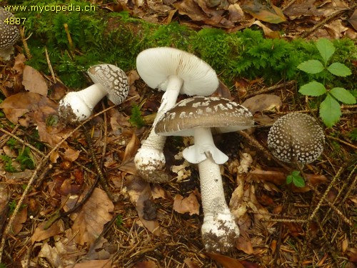 Amanita excelsa - 