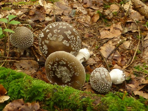 Amanita excelsa - 