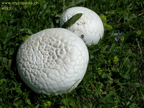 Calvatia utriformis - 