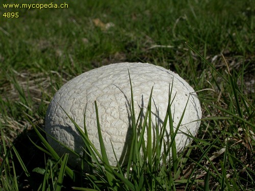 Calvatia utriformis - 