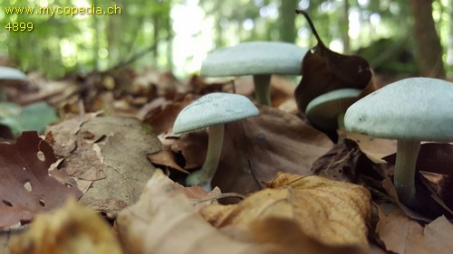 Clitocybe odora - 