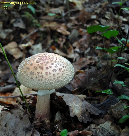 Amanita rubescens - 