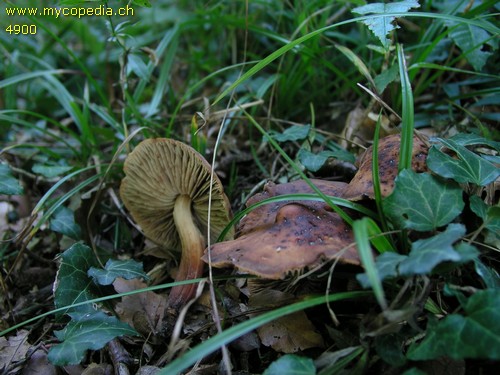 Gymnopus fusipes - 