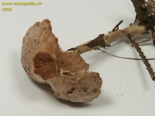 Collybiopsis peronata - 