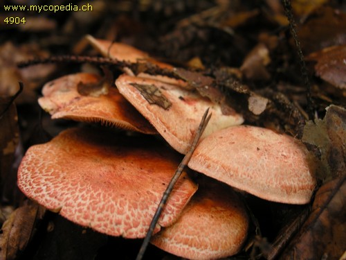 Cortinarius bolaris - 