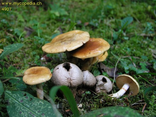 Cortinarius delibutus var. delibutus - 