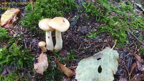 Cortinarius delibutus var. delibutus - 