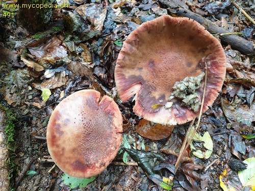 Amanita rubescens - 