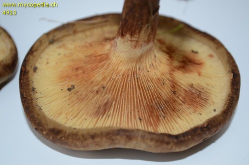 Paxillus-Syndrom - 