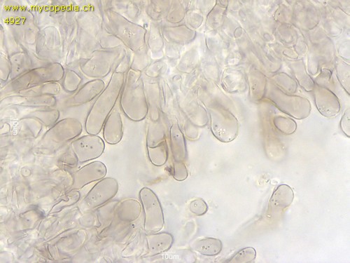 Helvella acetabulum - Excipulum - 