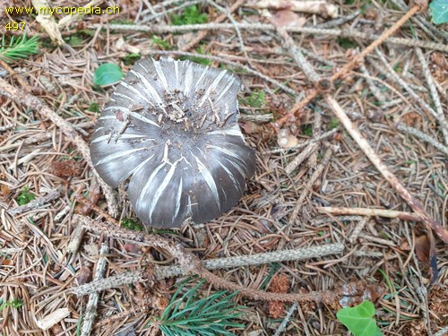 Megacollybia platyphylla - 