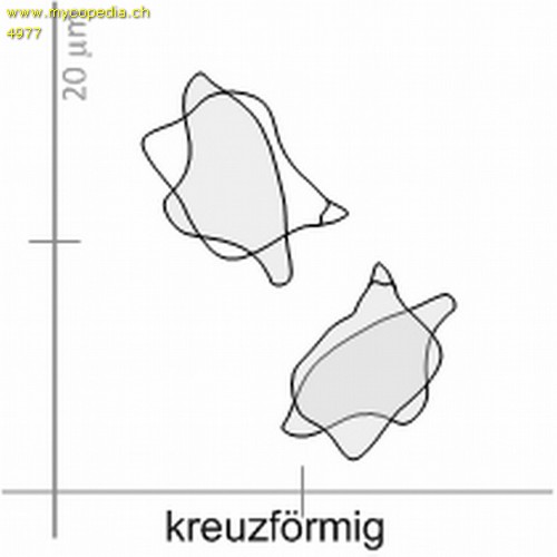 kreuzfrmig - 