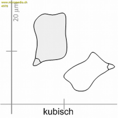 kubisch - 