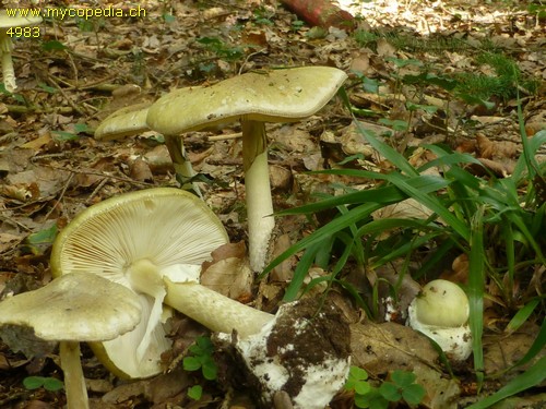 Amanita phalloides - 