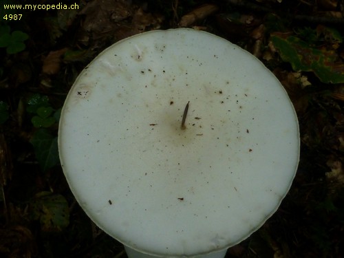 Amanita phalloides var. alba - 