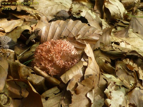 Ramaria botrytis - 