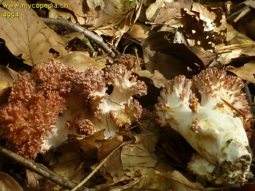 Ramaria botrytis - 