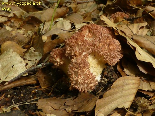 Ramaria botrytis - 