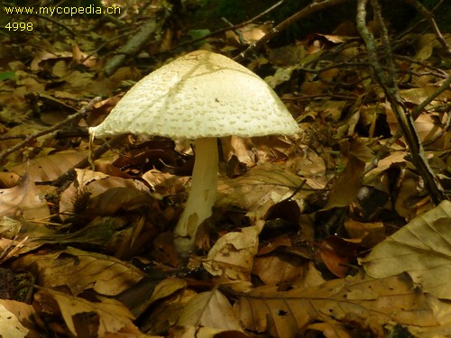 Lepiota ignivolvata - 