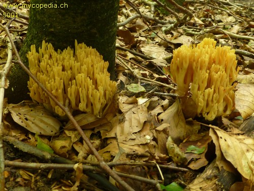 Ramaria flavescens - 