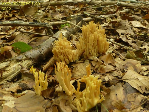 Ramaria flavescens - 