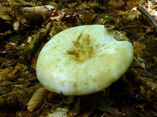 Lactifluus glaucescens - 