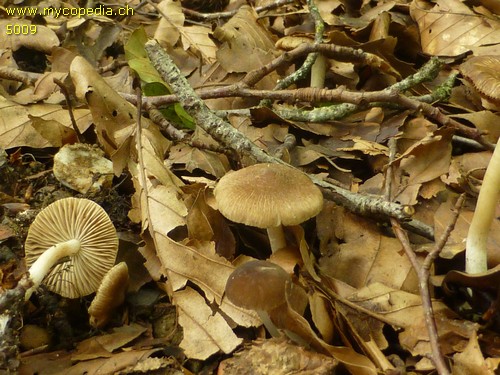 Inocybe splendens - 