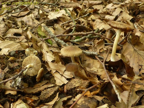 Inocybe splendens - 