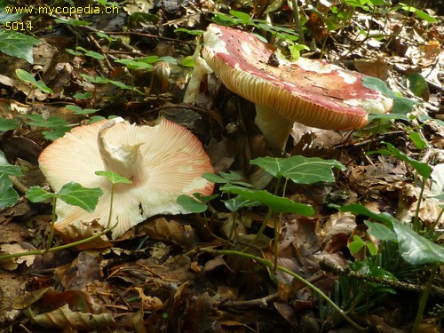 Russula rosea - 