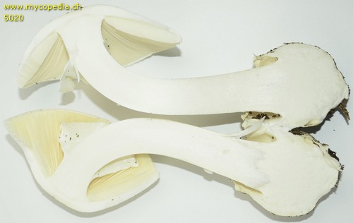 Amanita phalloides var. alba - Querschnitt - 